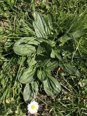 Plantago media