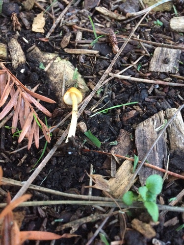 Conocybe aurea image