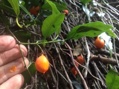 Passiflora tetrandra