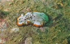 Pseudoceros nipponicus