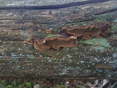 Phellopilus nigrolimitatus