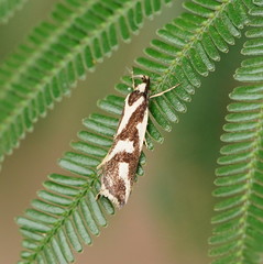 Epithymema incomposita