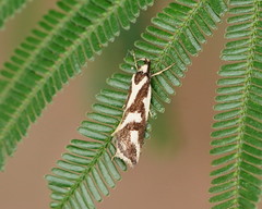 Epithymema incomposita
