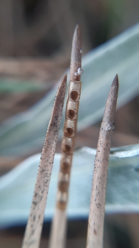 Pušinė kampuotblakė nuotrauka