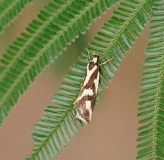 Epithymema incomposita