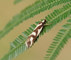 Epithymema incomposita