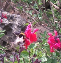 Bombus terrestris