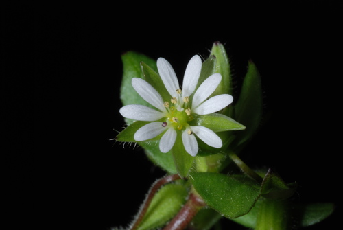 Stellaria media