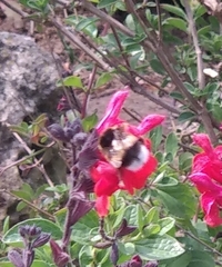 Bombus terrestris