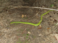 Morelia viridis