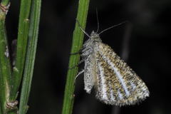 Isturgia limbaria