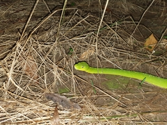 Morelia viridis