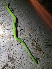 Morelia viridis