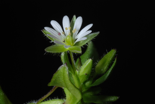 Stellaria media