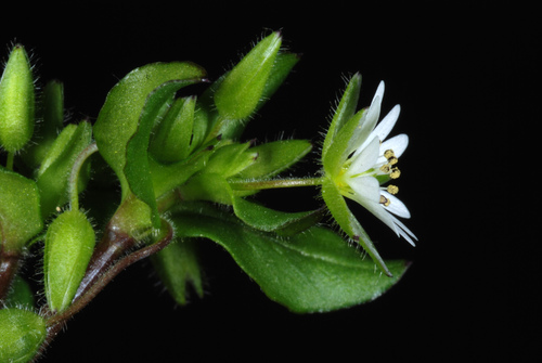 Stellaria media