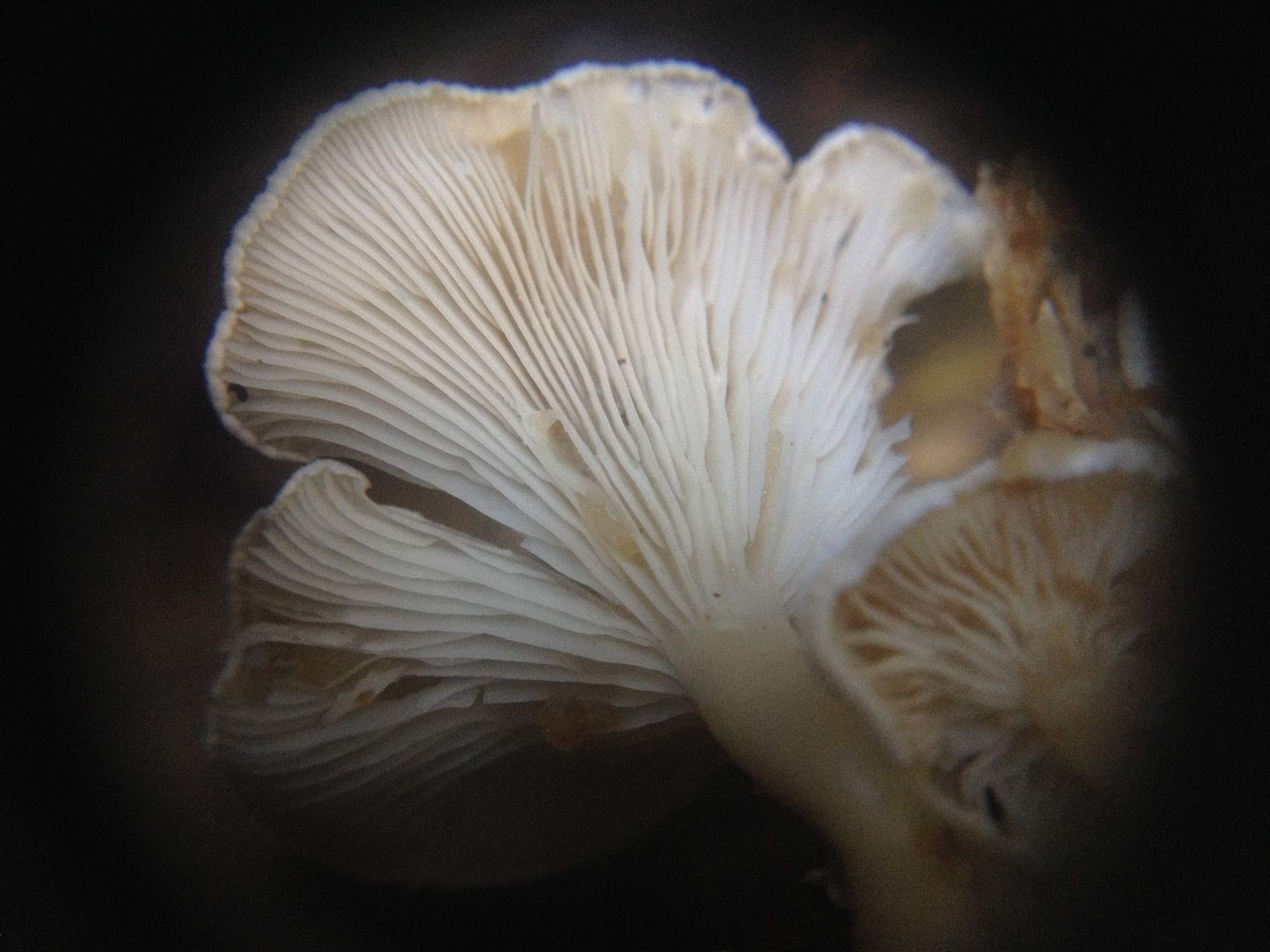 Pleurocollybia cremea image