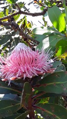 Protea rubropilosa