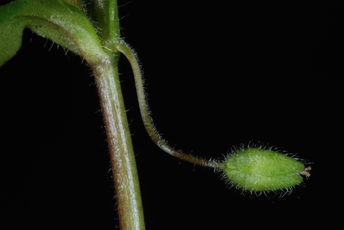 Stellaria media