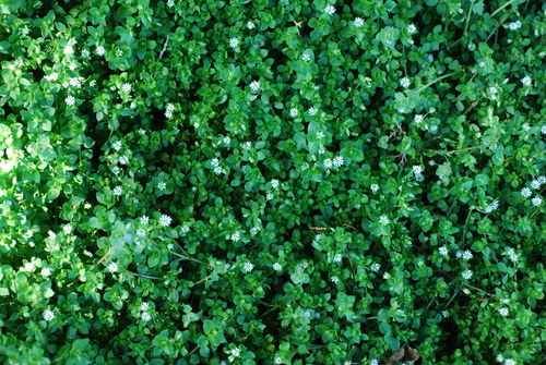 Stellaria media