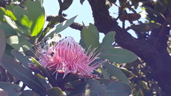 Protea rubropilosa