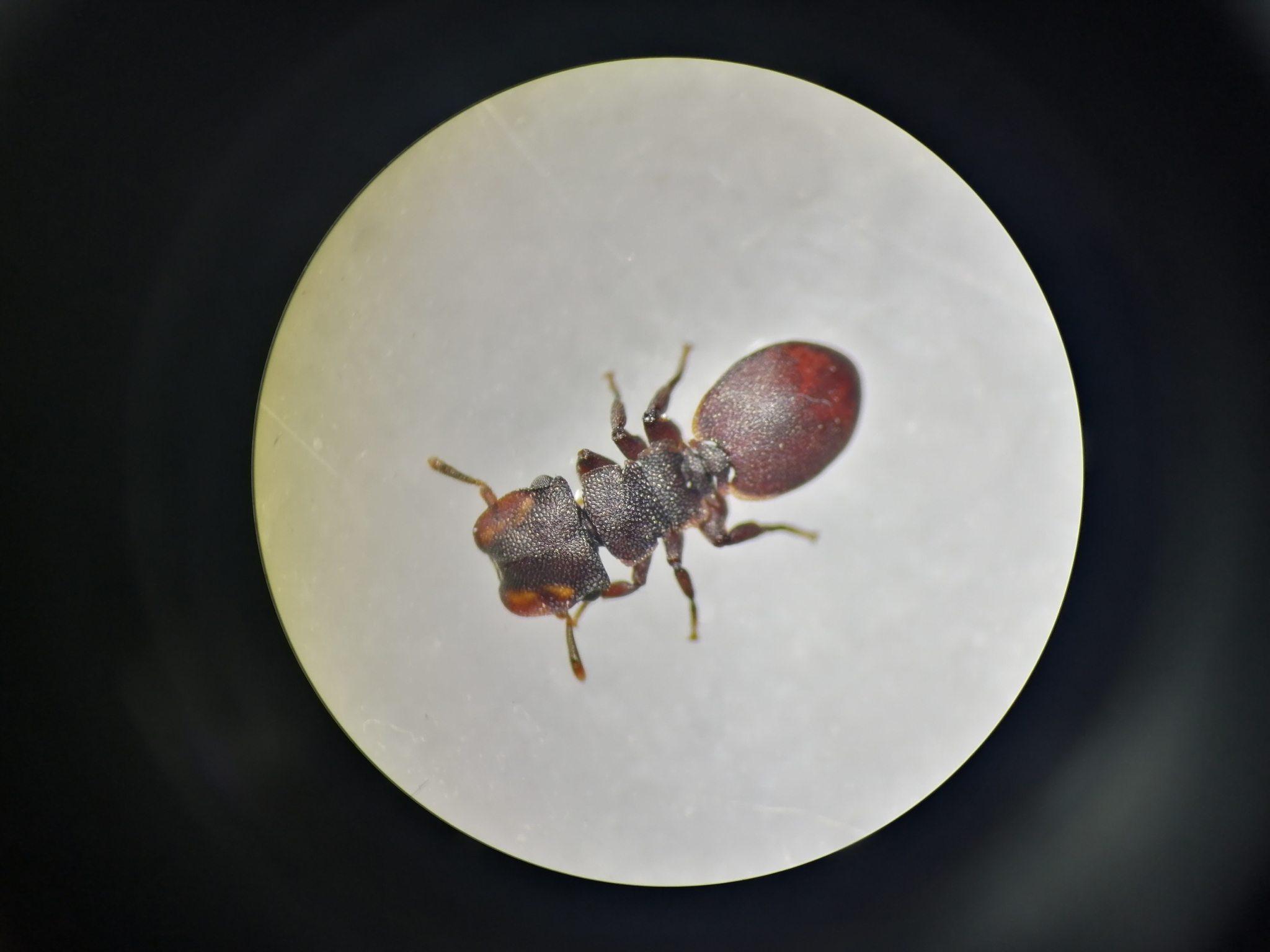 Cephalotes decoloratus
