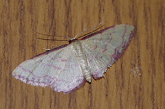 Idaea okinawensis