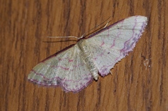 Idaea okinawensis