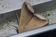 Simplicia mistacalis