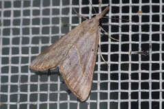 Hypena masurialis