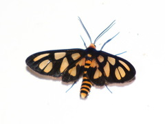 Amata aperta
