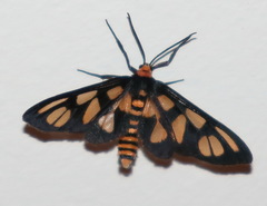 Amata aperta