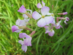 Raphanus sativus raphanistroides