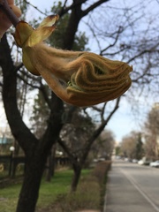 Aesculus hippocastanum