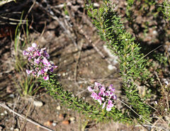 Indigofera sulcata