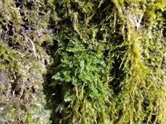 Plagiothecium denticulatum undulatum