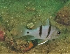 Apogonichthyoides pseudotaeniatus