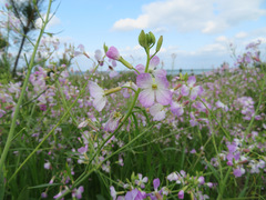 Raphanus sativus raphanistroides