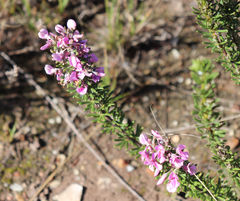 Indigofera sulcata