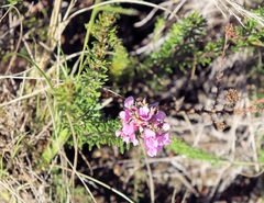 Indigofera sulcata
