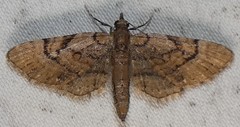 Eupithecia peckorum