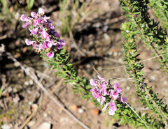 Indigofera sulcata