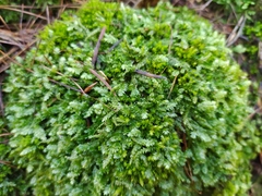 Plagiothecium curvifolium