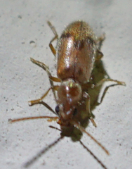 Notoxus marginatus