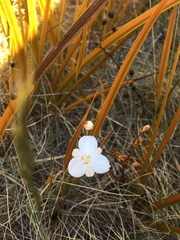 Libertia