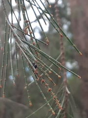 Dicranolaius cinctus