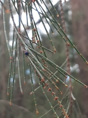 Dicranolaius cinctus