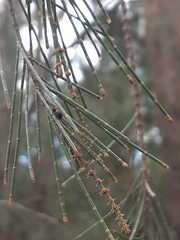 Dicranolaius cinctus