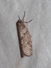 Lepidoscia euryptera