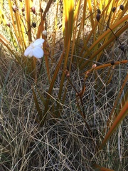 Libertia