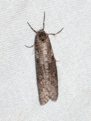 Lepidoscia euryptera